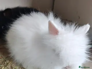 Lionhead rabbits Double maned lion head baby rabbits - Advert 10
