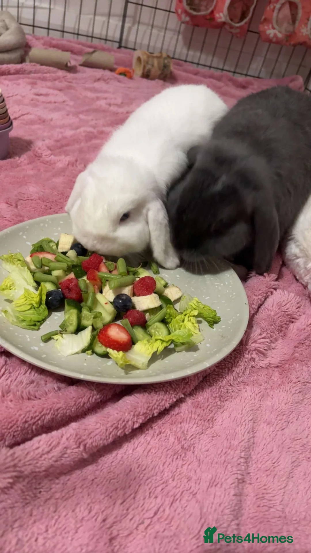 Mini Lop rabbits for sale: 2 mini lop females  - Advert 2