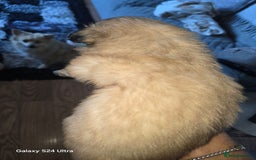 Mixed Breed dogs for sale: Pomspitz puppies  - Advert 6