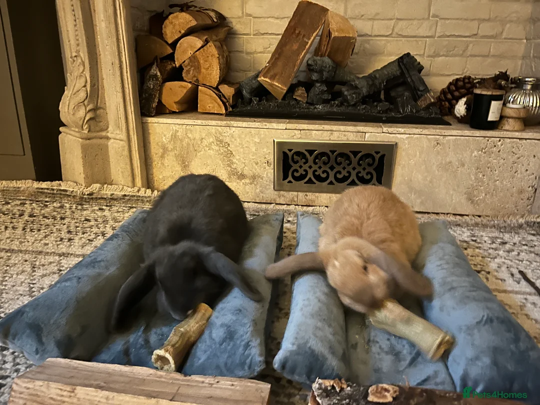 Mixed Breed rabbits for sale: Two Holland Lop Rabbits - Advert 4