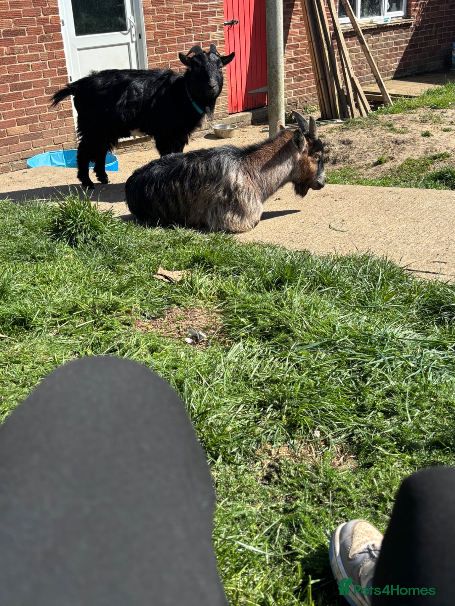 Goats livestock Two pet male pigmy goats  - Advert 3