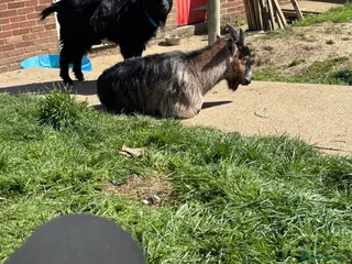 Goats livestock Two pet male pigmy goats - Advert 15