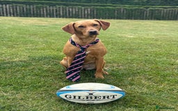 Labrador Retriever dogs for sale: KC Reg Health Tested Fox Reds Working Lines 4 Gen - Image 11