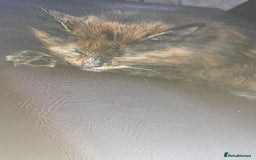 Mixed Breed cats for sale: Beautiful tabby long haired female cat - Image 3
