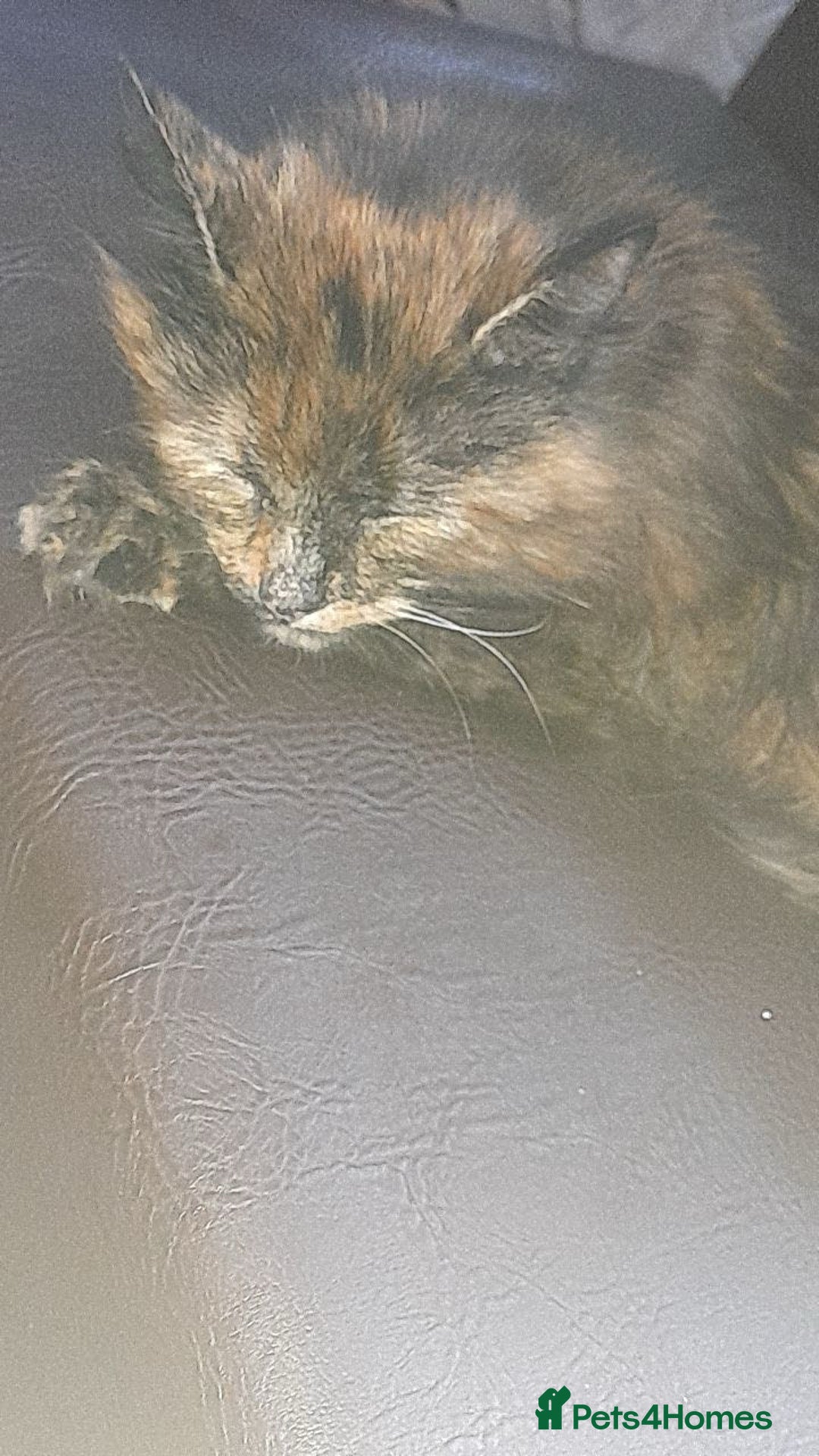 Mixed Breed cats for sale: Beautiful tabby long haired female cat - Image 3