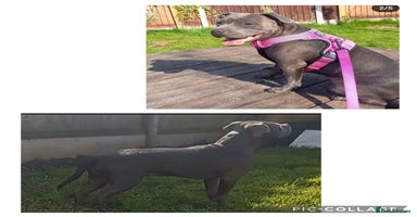 Staffordshire Bull Terrier dogs - Advert 15