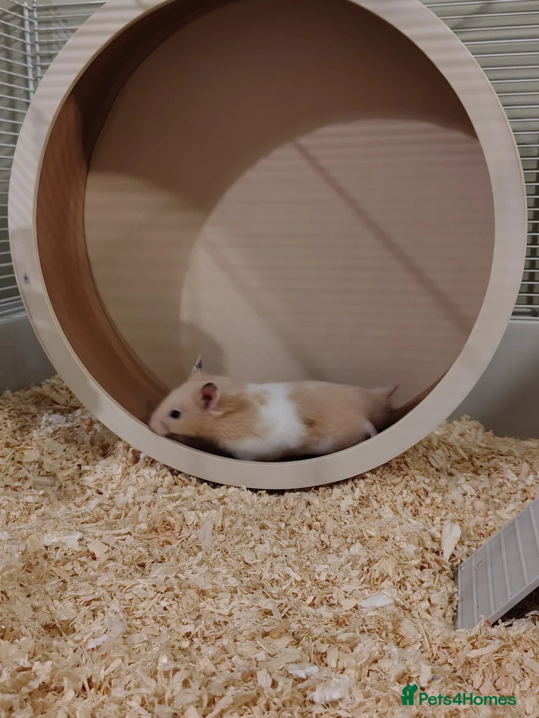 Hamster rodents for sale: Syrian Hamster & Full Set up - Advert 2