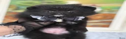 Pomeranian dogs for sale: Black, chocolate tri colour carrier girls - Advert 2