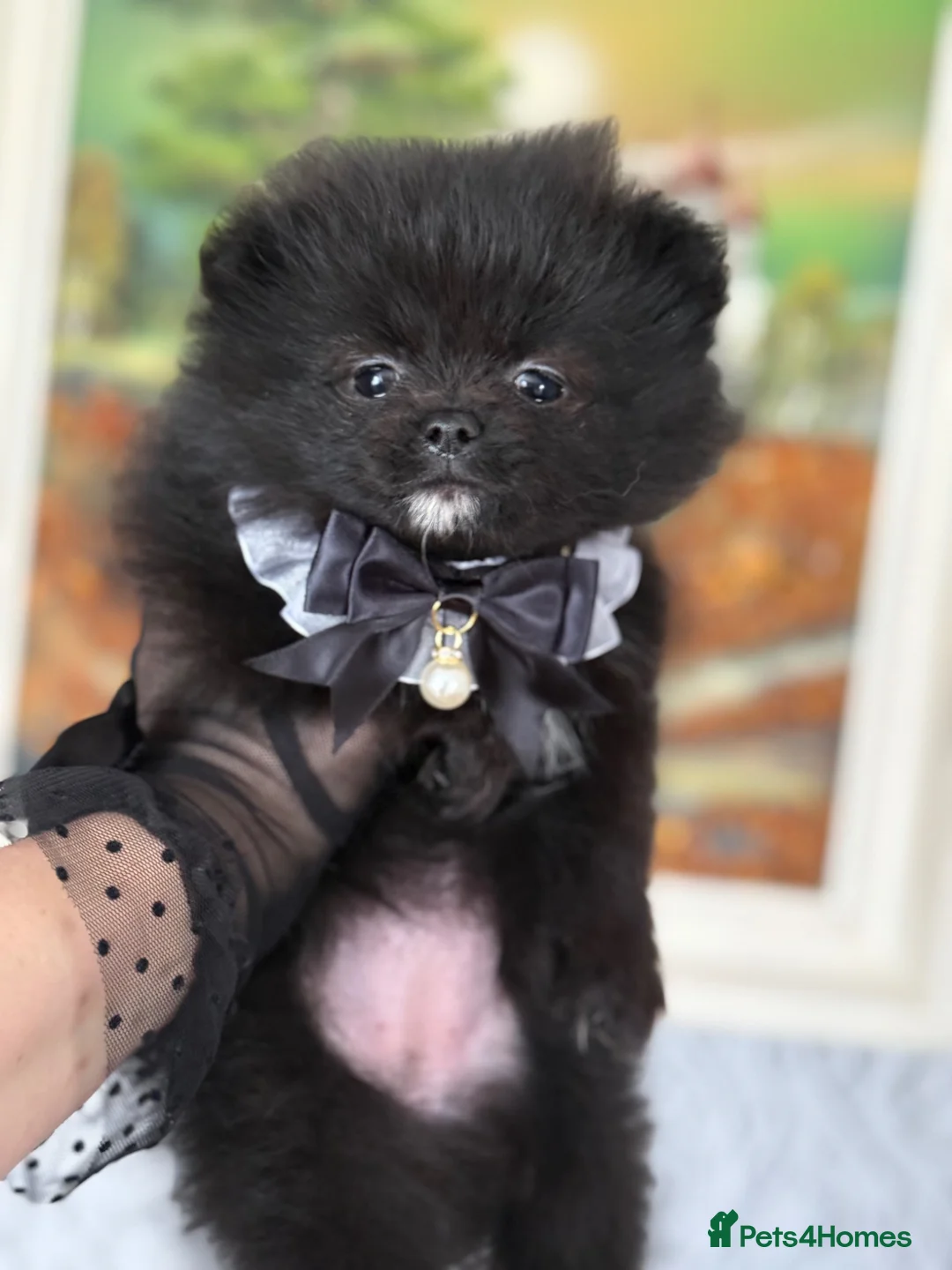 Pomeranian dogs for sale: Black, chocolate tri colour carrier girls - Advert 2