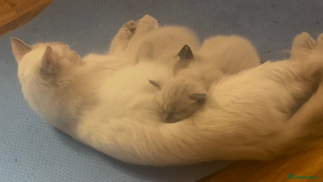 Ragdoll cats for sale: Half rag doll for sell  - Image 3