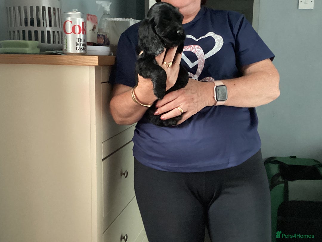 Cocker Spaniel dogs for sale: I reg cocker spaniel pups  - Image 1