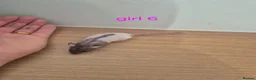 Rat rodents for sale: Baby rats  - Advert 10