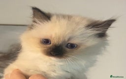 Ragdoll cats for sale: Ragdolls kittens  - Image 13