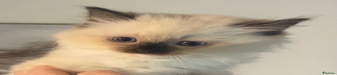 Ragdoll Kitten 3