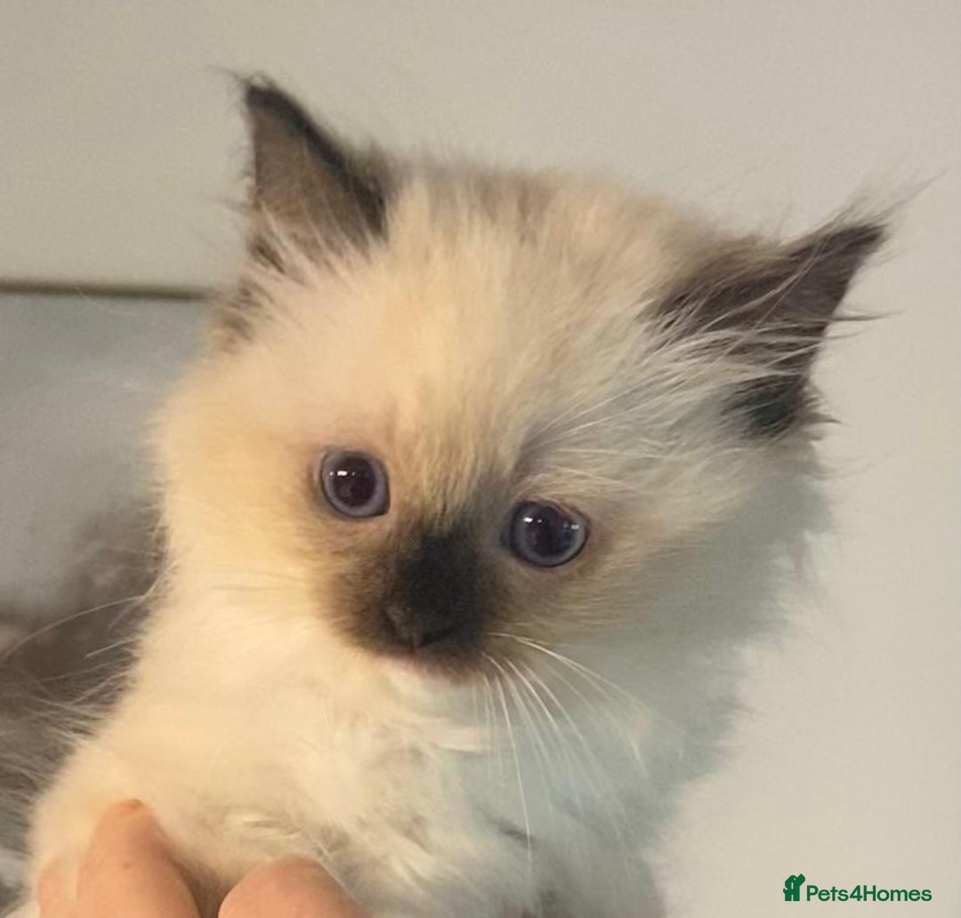 Ragdoll cats for sale: Ragdolls kittens  - Image 13