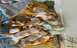 Whippet dogs for sale: Whippet pups  - Image 27