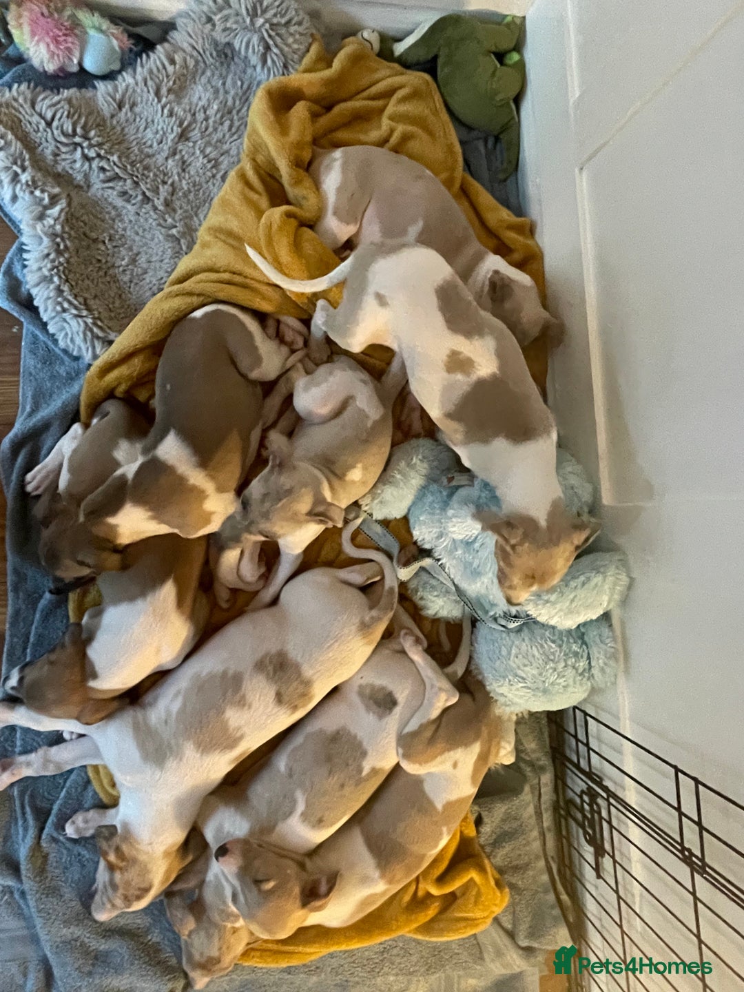 Whippet dogs for sale: Whippet pups  - Image 27