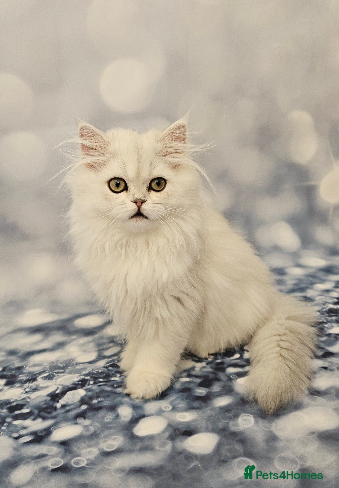 British Longhair cats for sale: Excellent Scottish straight Highland Kittens - Image 16