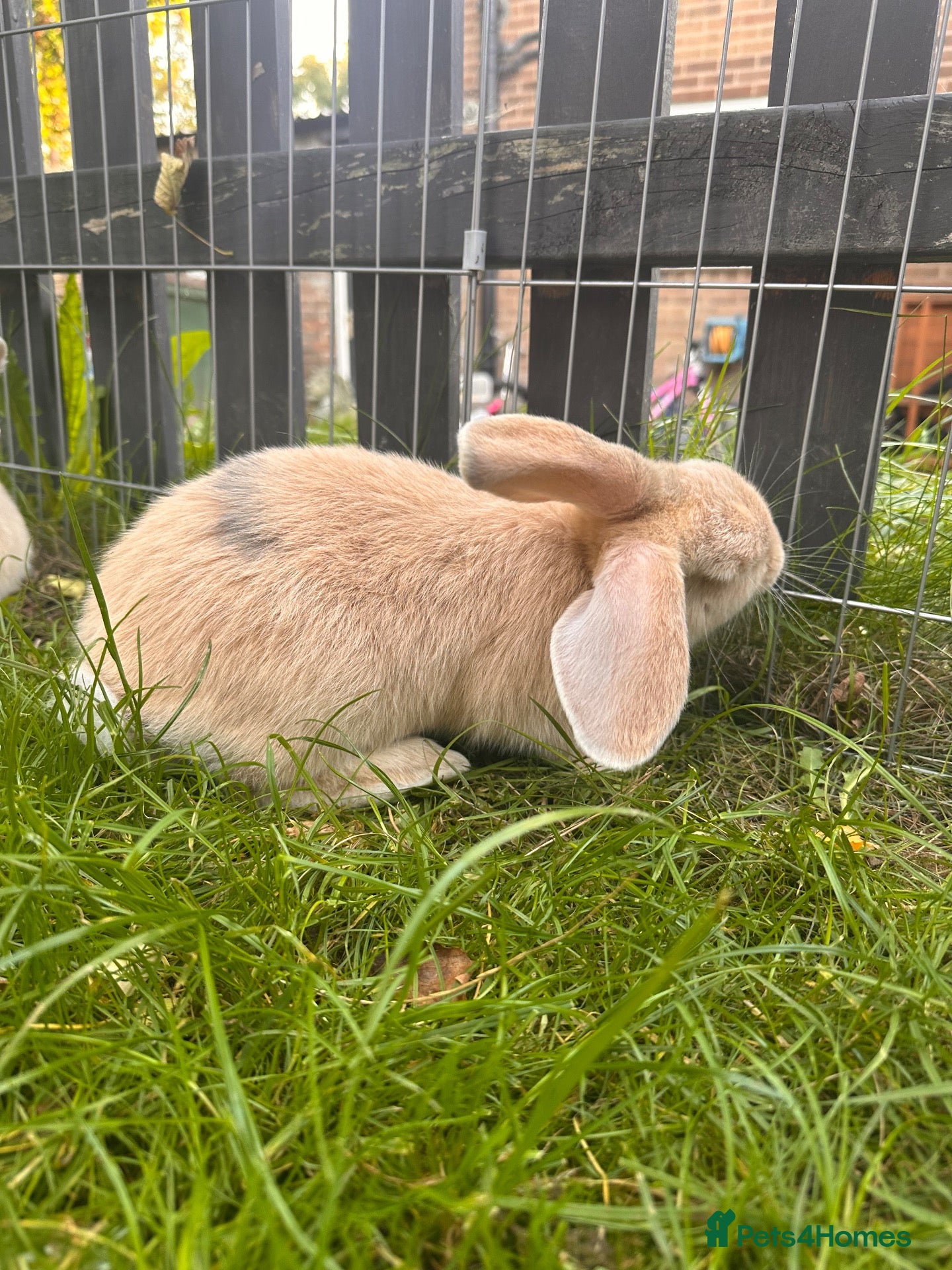 Mixed Breed rabbits Mixed rabbits  - Advert 18