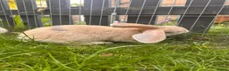 Mixed Breed rabbits for sale: Female rabbits  - Advert 4