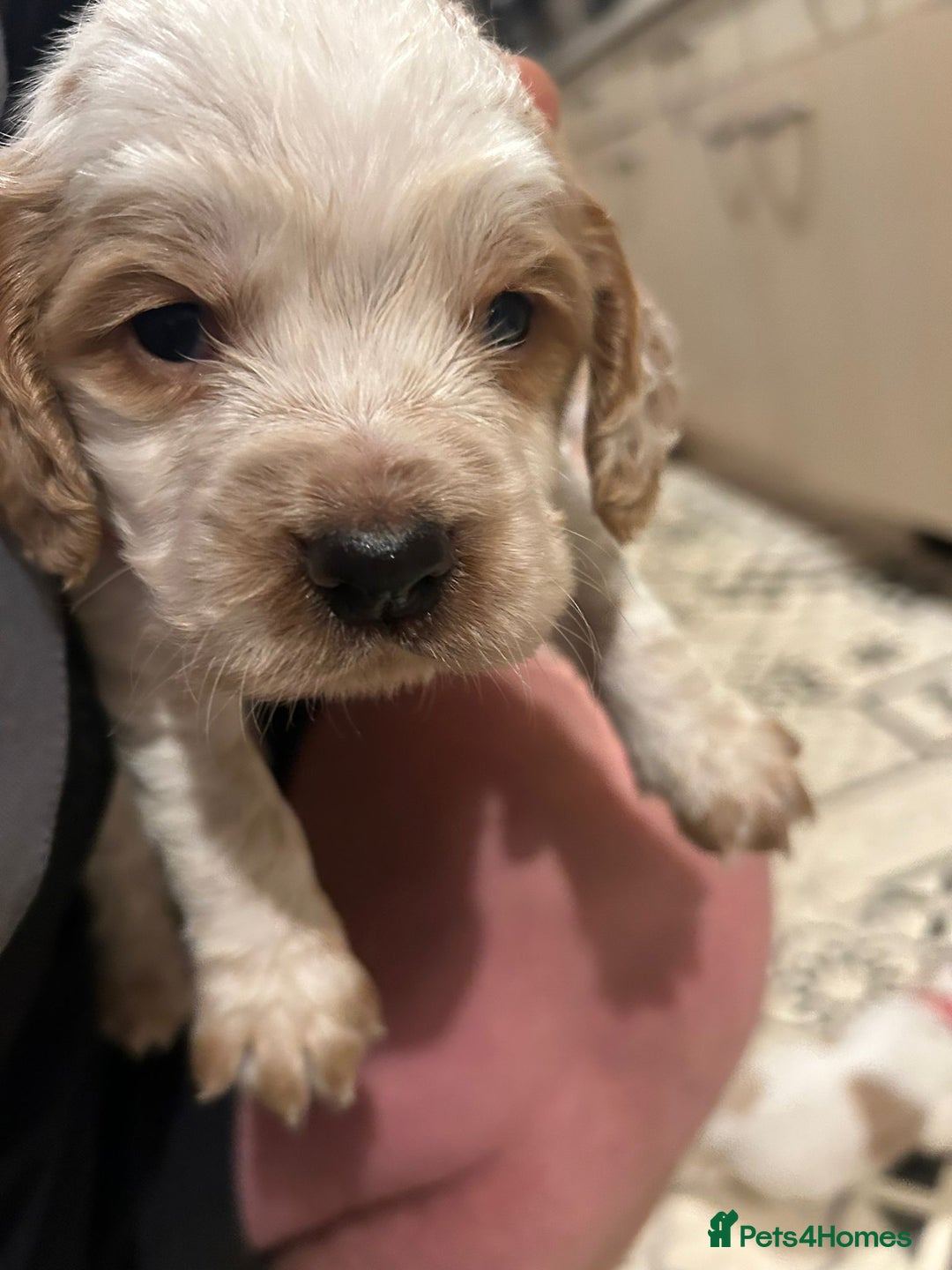 Cocker Spaniel dogs for sale: cocker spaniel puppies  - Advert 1