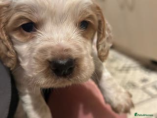 Cocker Spaniel dogs cocker spaniel puppies - Advert 5