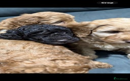 Cockapoo dogs for sale: All female fluffy Cockapoo puppies - Advert 11