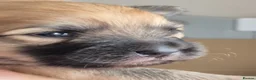 Pomeranian dogs for stud: PROVEN Pomeranian for STUD  - Advert 18
