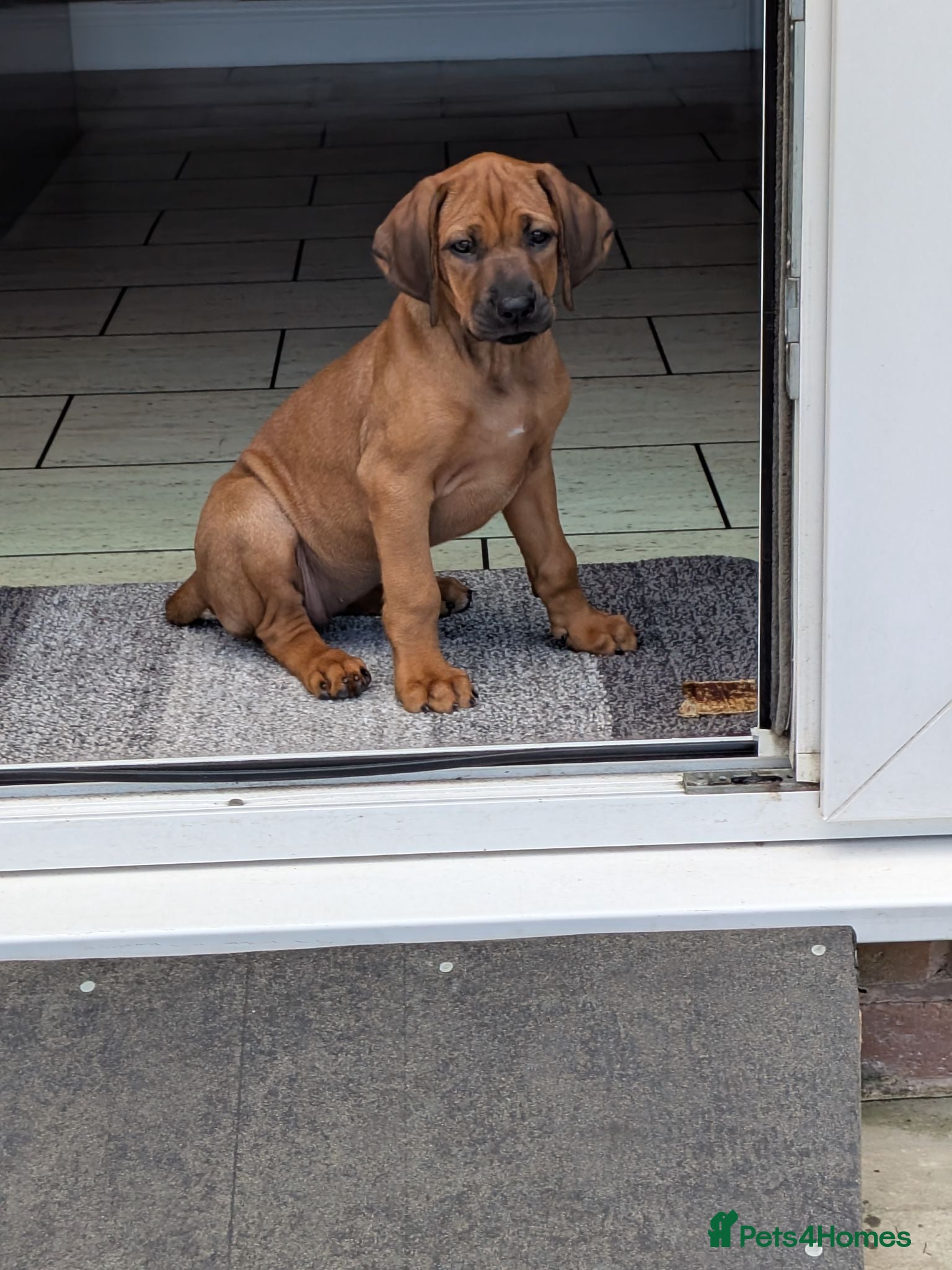 Rhodesian Ridgeback dogs Last Girl Available  - Advert 11