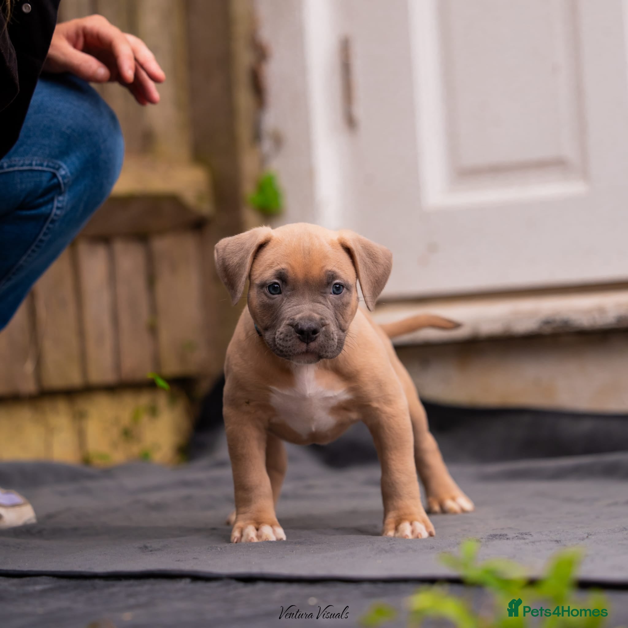 American Bully dogs for sale: American Bully Puppies - Advert 15