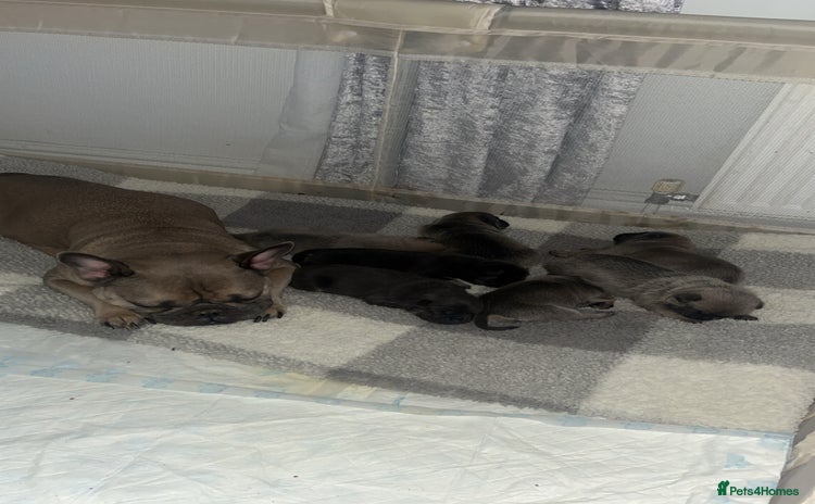 Frug dogs - Advert 1