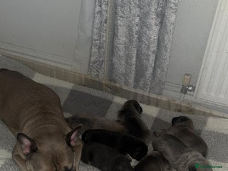 Frug dogs - Advert 1