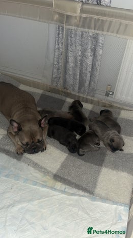 Frug dogs - Advert 1