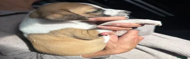 Whippet Puppy 4