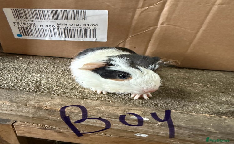 Guinea Pig rodents - Advert 1
