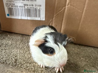 Guinea Pig rodents - Advert 23