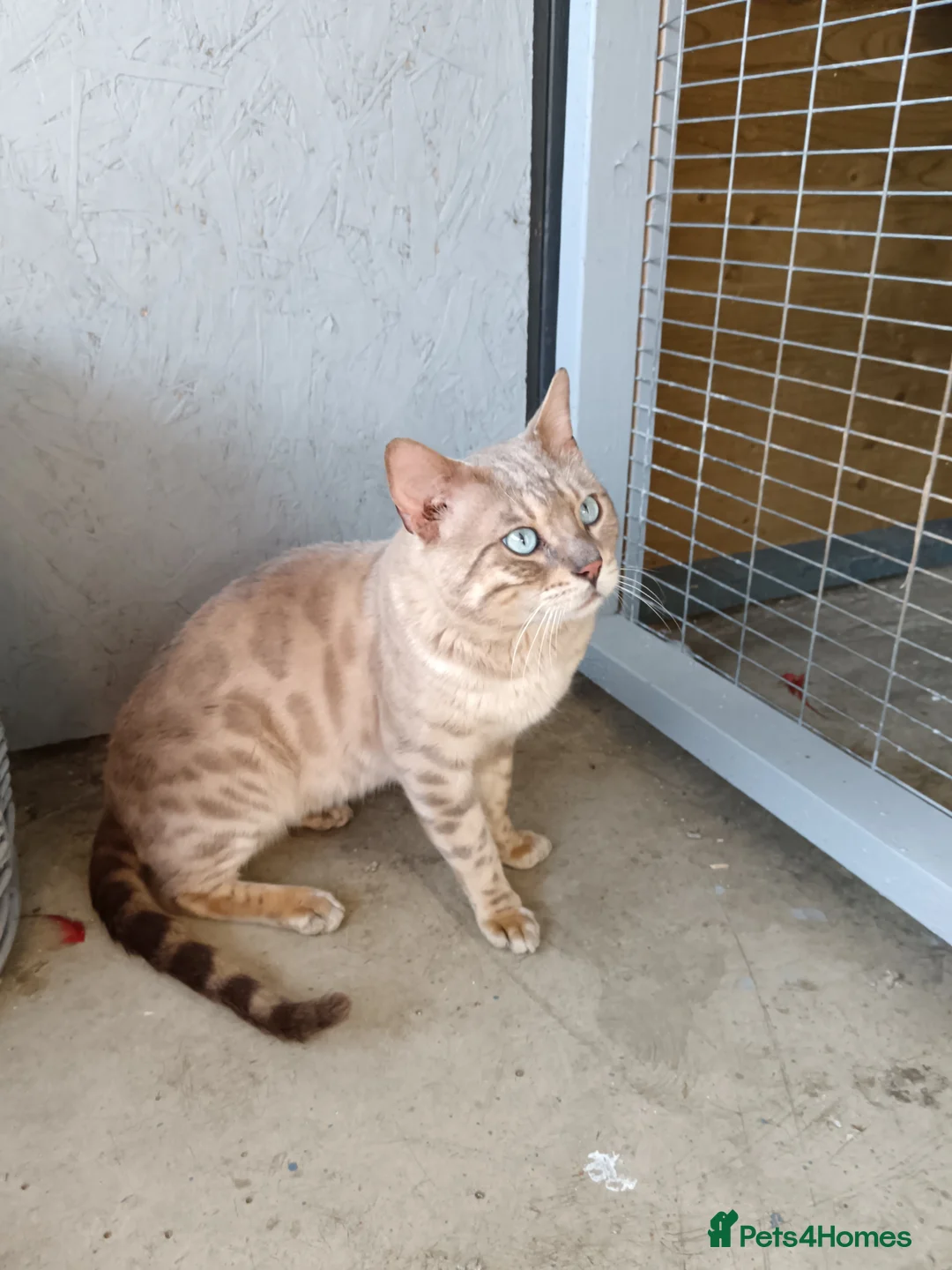 Bengal cats for stud: Silver blue mink pure Bengal stud - Advert 20