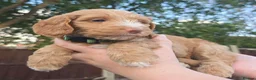 Cockapoo dogs for sale: Merles Blondes Apricots F2 Cockapoo Puppies  - Advert 11