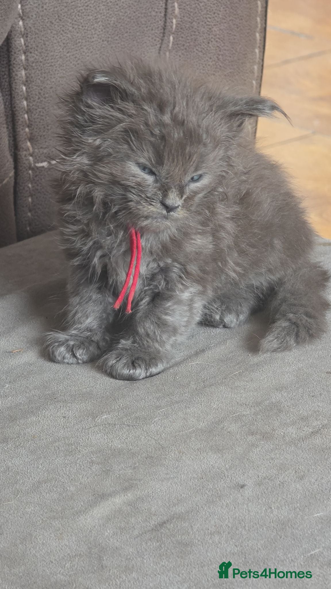 Maine Coon cats stunning maincoon creams & blues - Advert 1