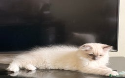 Ragdoll cats for sale: Ragdoll Kittens Ready for Their Forever Home - Image 2