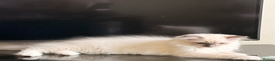 Ragdoll Kitten 3