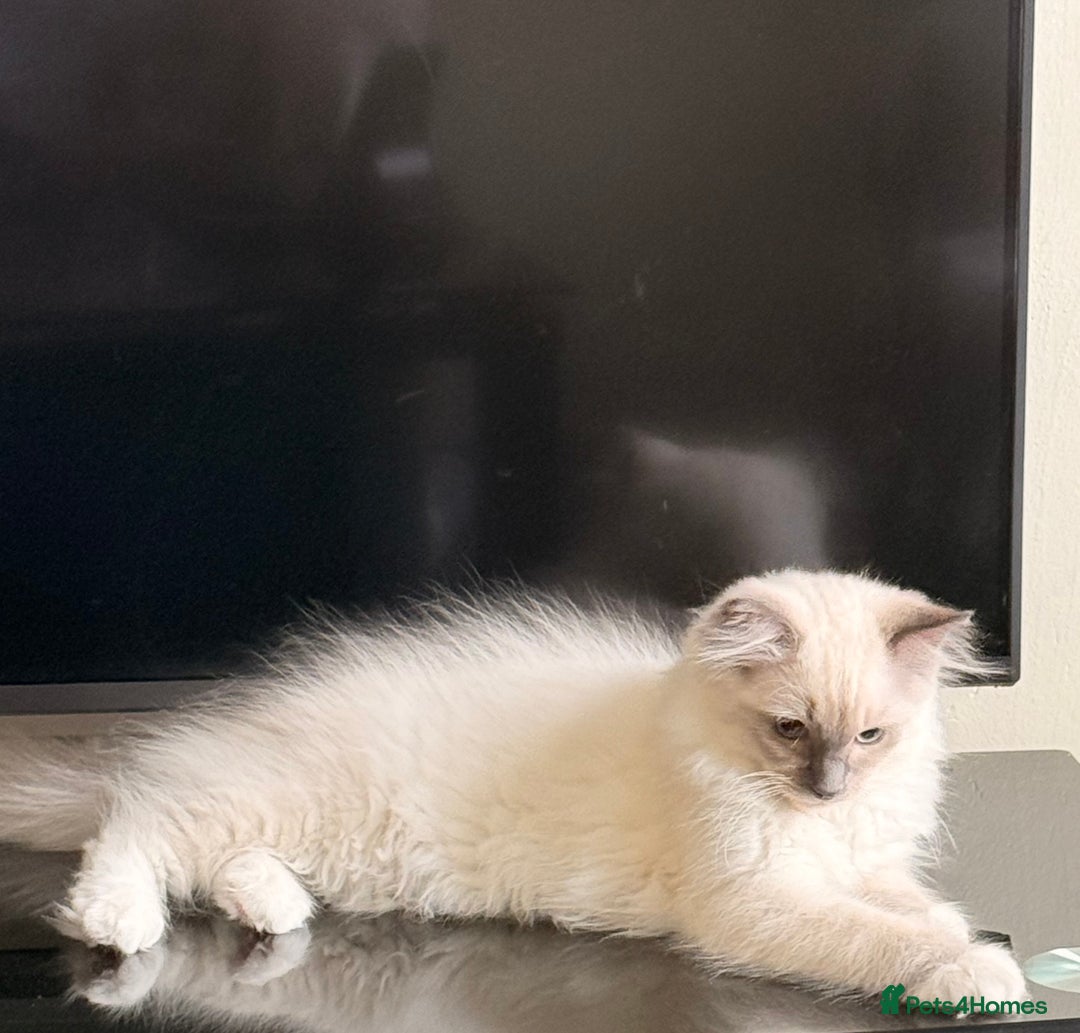 Ragdoll cats for sale: Ragdoll Kittens Ready for Their Forever Home - Image 2