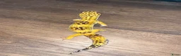 Leopard Gecko reptiles for sale: Stunning high-yellow and leucistic girls - Advert 1