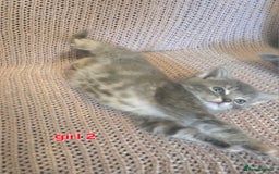 Mixed Breed cats for sale: Beautiful kittens  - Image 2
