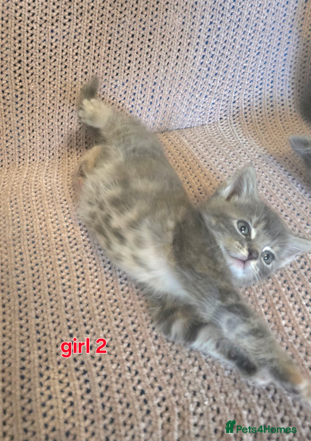 Mixed Breed cats for sale: Beautiful kittens  - Image 2