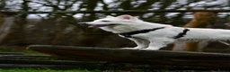 White Swiss Shepherd dogs for sale: KC registerd Well-Trained White Swiss Shepherd - Advert 13