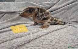 Miniature Dachshund dogs for sale: Kc dachshund babies ready next week - Image 6