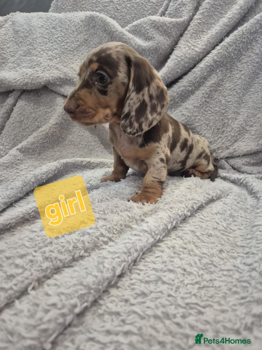 Miniature Dachshund dogs for sale: Kc dachshund babies ready next week - Image 6