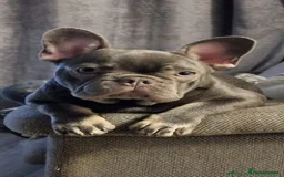 French Bulldog dogs for sale: Beautiful Frenchie Male 2 Pedigree French Bulldog  - Image 2