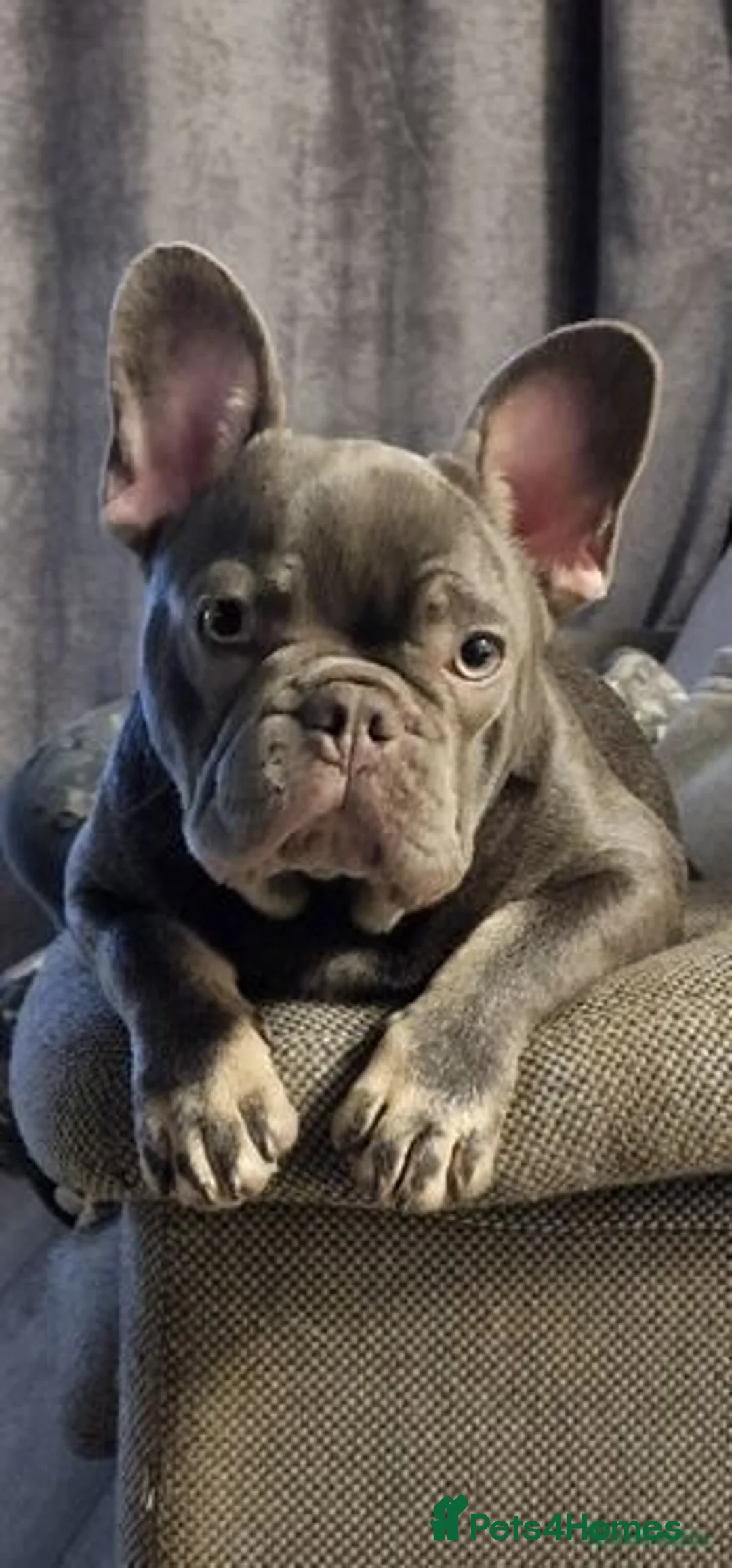 French Bulldog dogs for sale: Beautiful Frenchie Male 2 Pedigree French Bulldog  - Image 2